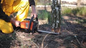 East Hemet, CA Tree Removal and Landscaping Services Company